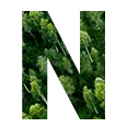N